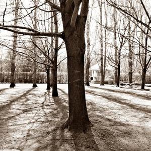 Highly Commended: In the Woods, by PV.